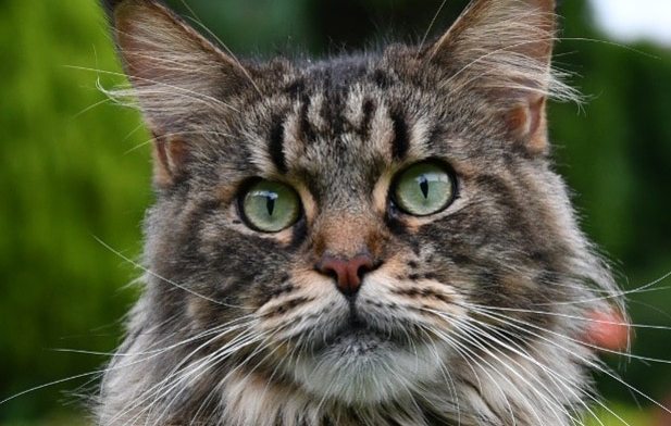 International Coon