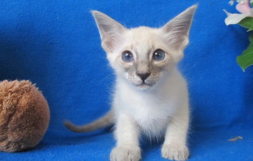 Balinese cat