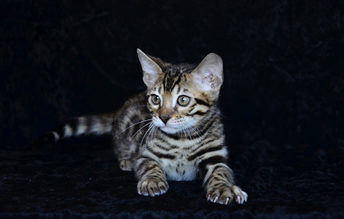 Bengal cat