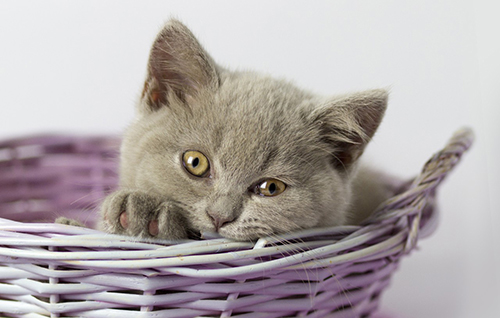 British cat