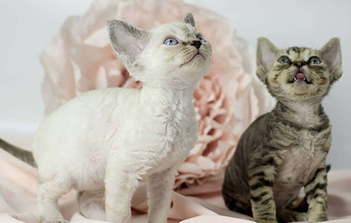 Devon Rex Kittens