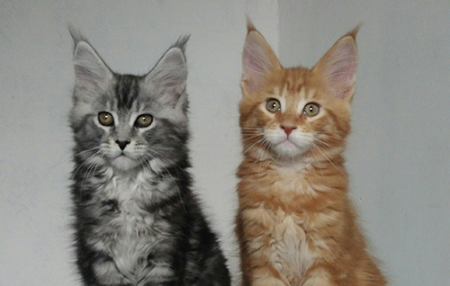 Maine coon cat