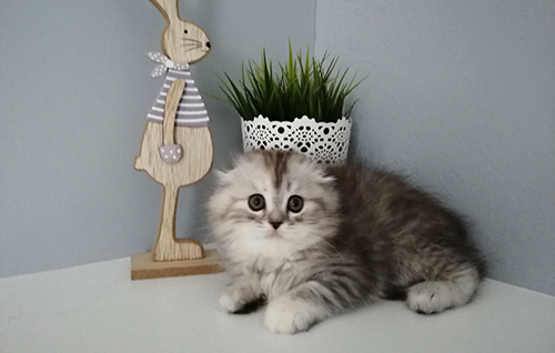 Scottish cat