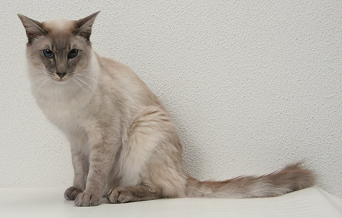 Alex Hollykit